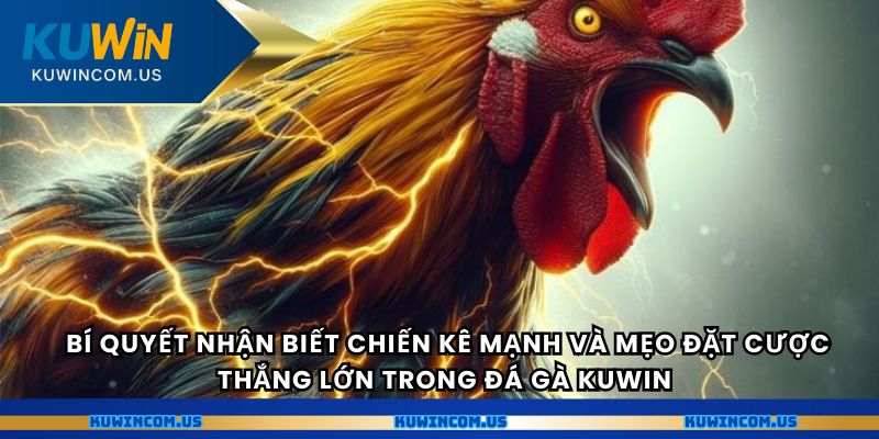  Bí quyết nhận biết chiến kê mạnh và mẹo đặt cược thắng lớn trong Đá Gà Kuwin.