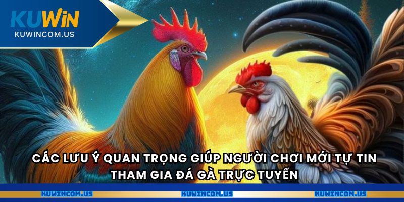 Các lưu ý quan trọng giúp người chơi mới tự tin tham gia đá gà trực tuyến